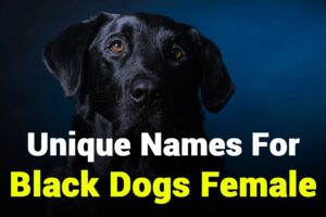 unique-names-for-black-dogs-female.jpg