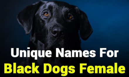 235 Unique Names for Black Dogs Female: A Compelling List