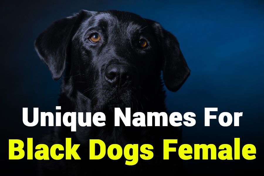 235 Unique Names for Female Dogs: A Compelling List