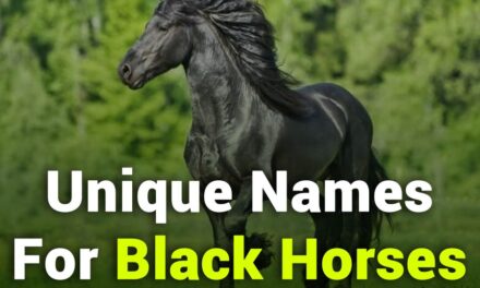 235 Unique Names for Black Horses: A Captivating Name List