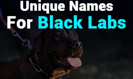 287 Unique Names for Black Labs: A Distinct List for Your Companion