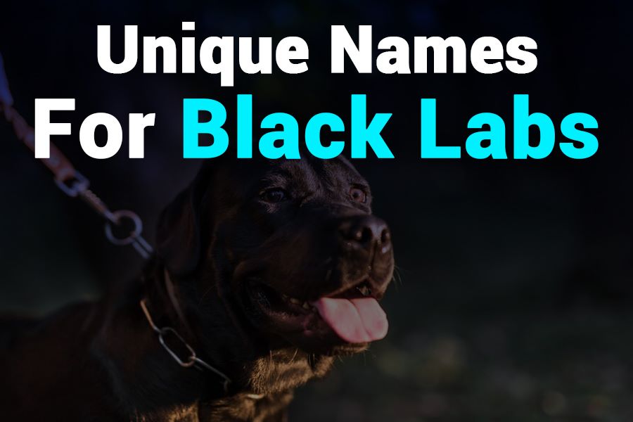 287 Unique Names for Black Labs: A Distinct List for Your Companion