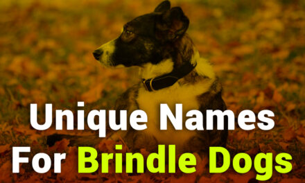 235 Unique Names for Girls: A Compelling List, 243 Unique Names for Boys: Your Preferred List for Unique Names for Brindle Dogs