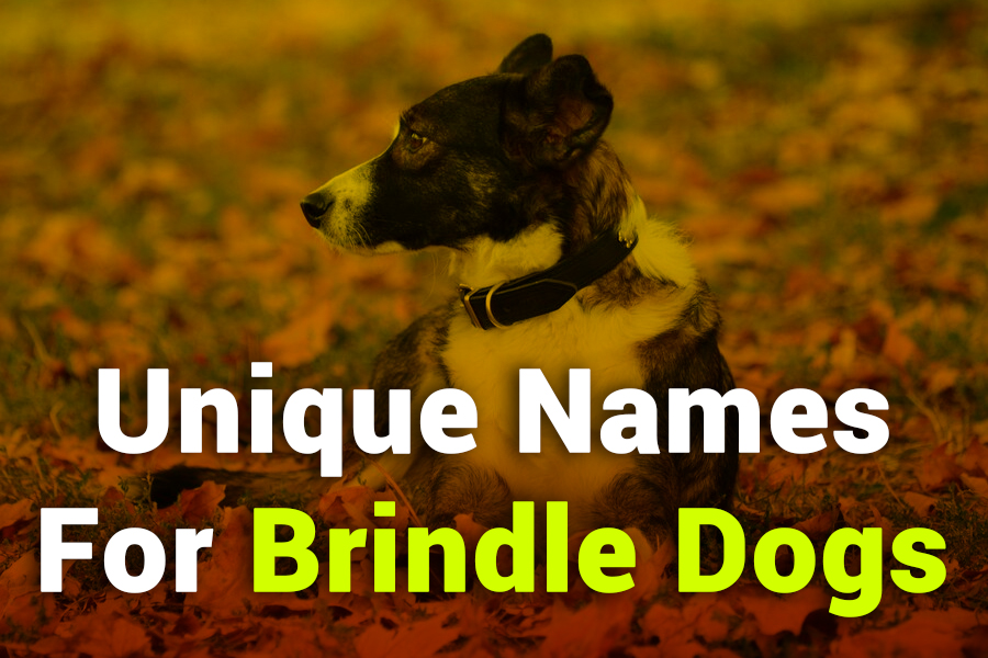 235 Unique Names for Girls: A Compelling List, 243 Unique Names for Boys: Your Preferred List for Unique Names for Brindle Dogs
