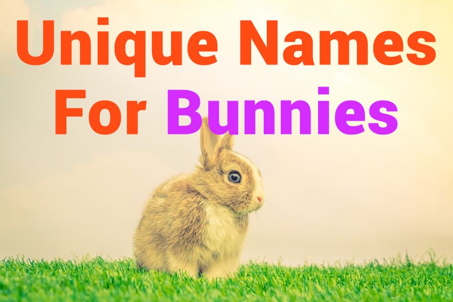 235 Unique Names for Bunnies: A Comprehensive Compilation for Your Adorable Pets