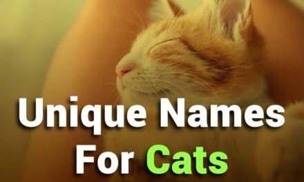 275 Unique Names for Cats: Your Definitive List for Creative Feline Naming