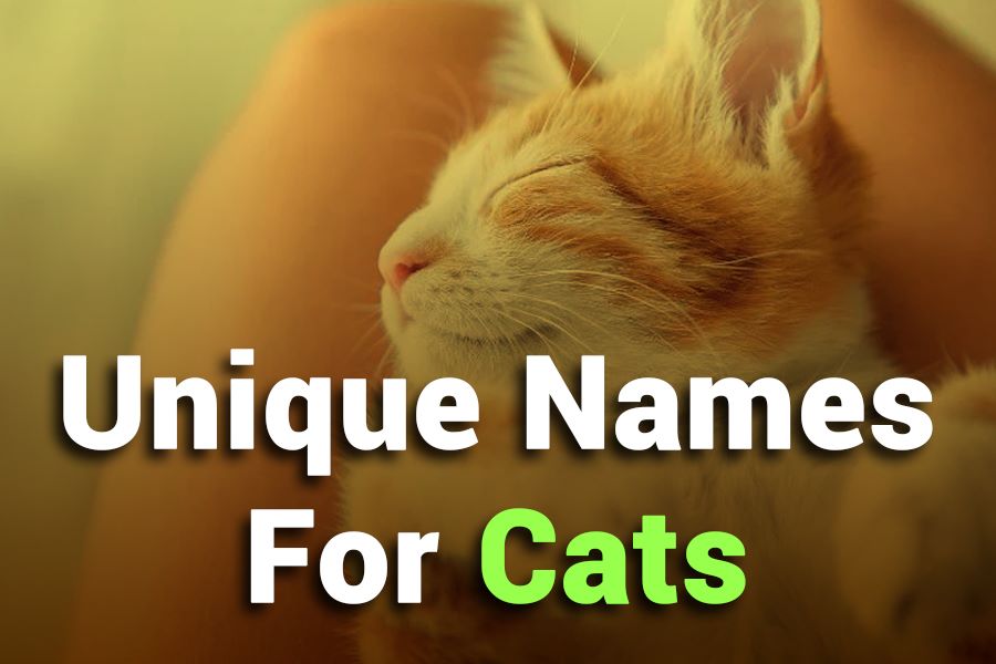 275 Unique Names for Cats: Your Definitive List for Creative Feline Naming
