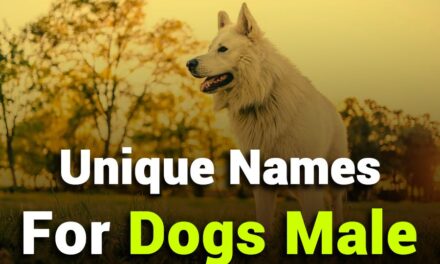 243 Unique Names for Dogs Male: Your Preferred List