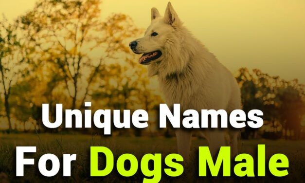 243 Unique Names for Dogs Male: Your Preferred List