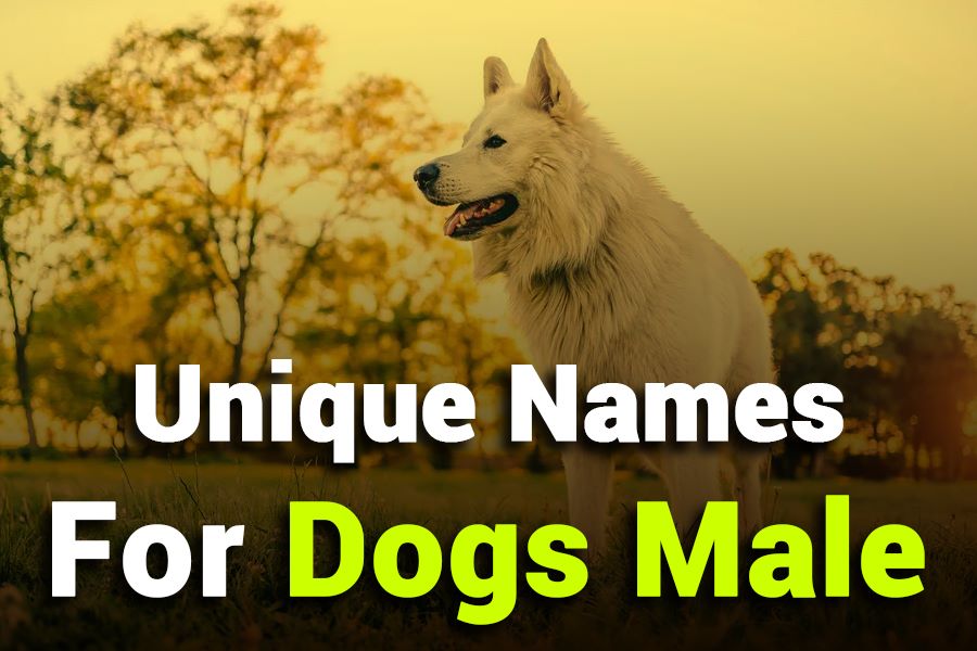 243 Unique Names for Dogs Male: Your Preferred List