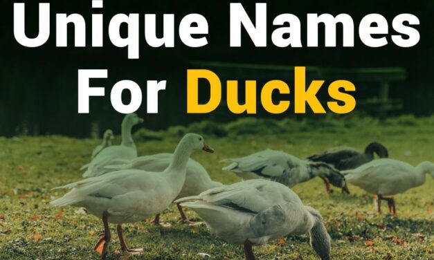 250 Unique Names for Ducks: A Comprehensive Collection