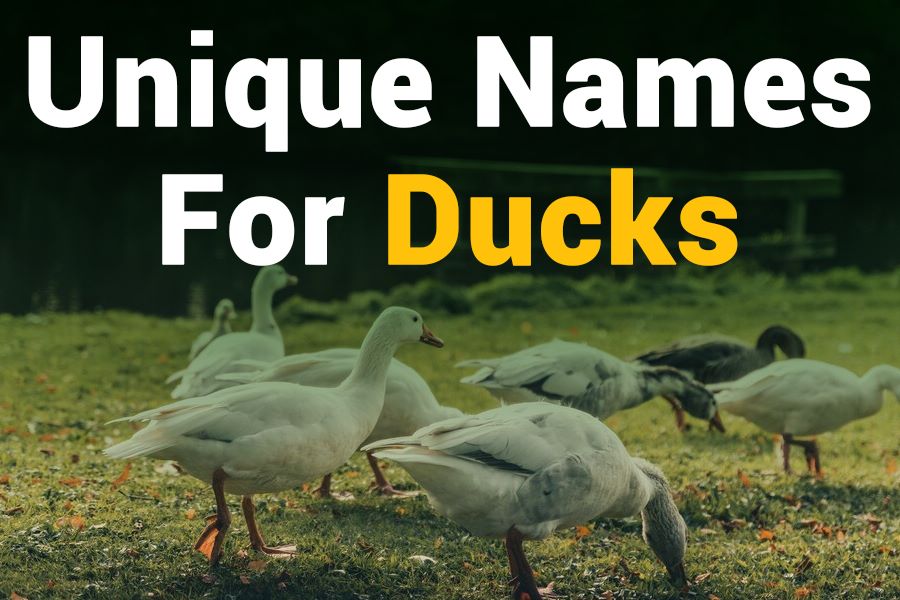 250 Unique Names for Ducks: A Comprehensive Collection