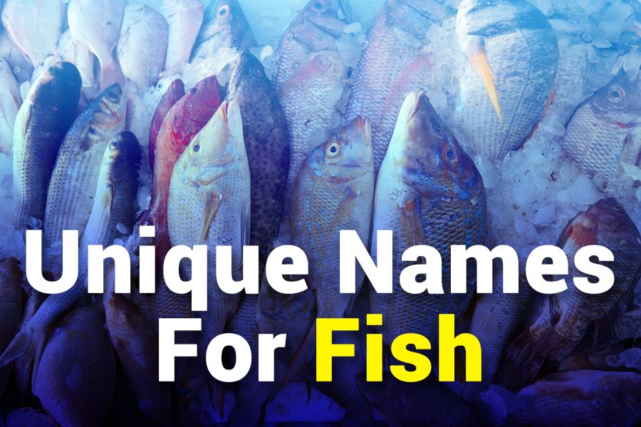235 Unique Names for Fishes: A Comprehensive Collection for the Modern Aquarium