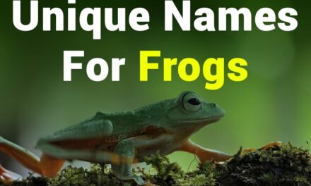 310 Unique Names for Frogs: A Comprehensive Collection of Distinctive Titles