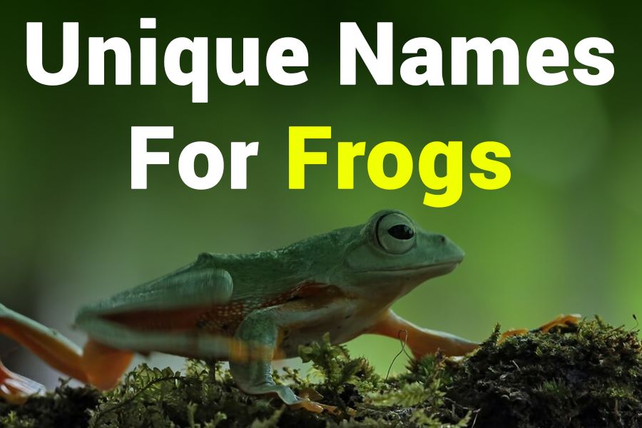 310 Unique Names for Frogs: A Comprehensive Collection of Distinctive Titles