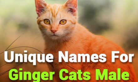 243 Unique Names for Ginger Cats Male: A Compelling List for Your Beloved Pet
