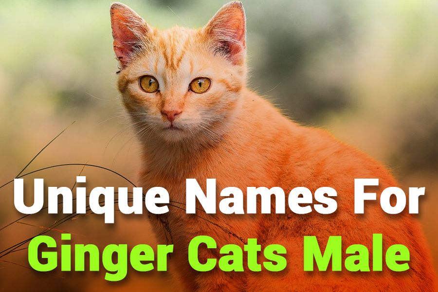 243 Unique Names for Ginger Cats Male: A Compelling List for Your Beloved Pet