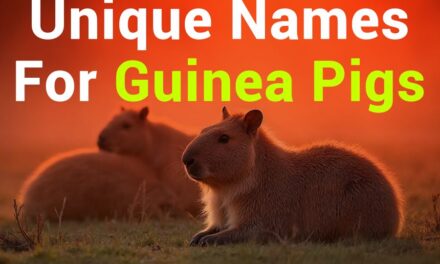 235 Unique Names for Guinea Pigs: A Compelling List for Pet Lovers