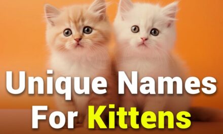 235 Unique Names for Kittens: A Charming Comprehensive List