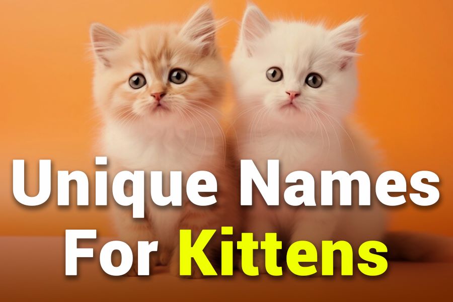 275 Unique Names for Male Kittens: The Definitive List for Cat Enthusiasts