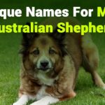 243 Unique Names for Boys: Your Preferred List of Unique Names for Male Australian Shepherd