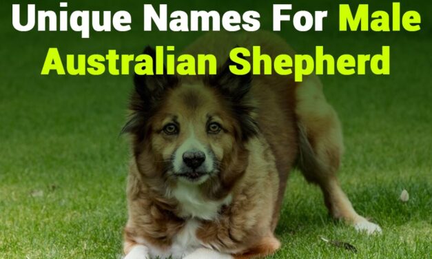 243 Unique Names for Boys: Your Preferred List of Unique Names for Male Australian Shepherd