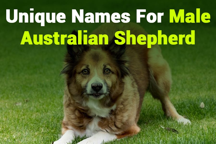 243 Unique Names for Boys: Your Preferred List of Unique Names for Male Australian Shepherd