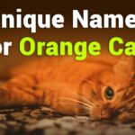 235 Unique Names for Orange Cats: A Collection for Every Feline Friend