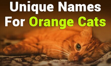 235 Unique Names for Orange Cats: A Collection for Every Feline Friend