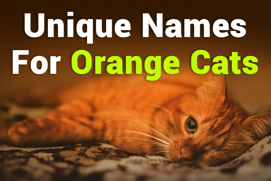 235 Unique Names for Orange Cats: A Collection for Every Feline Friend