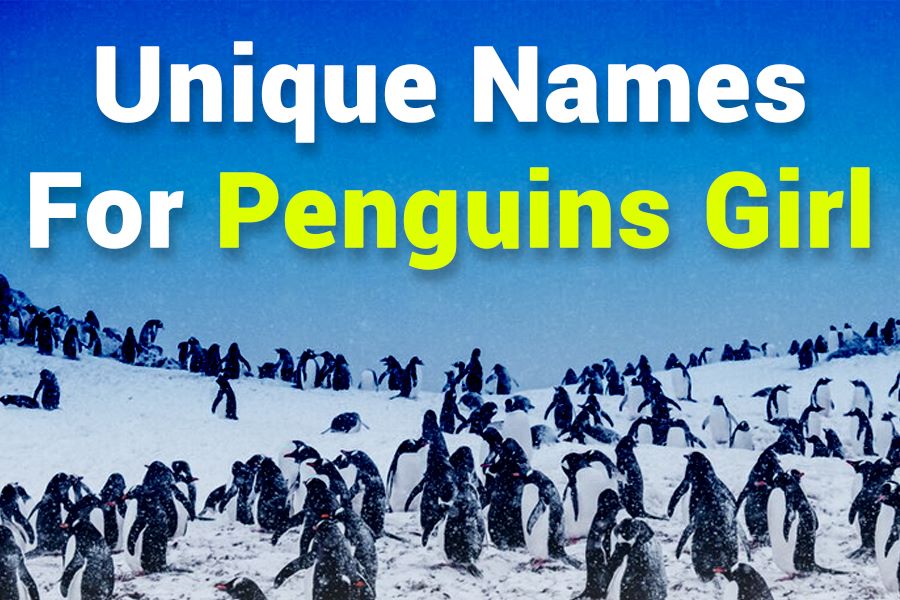 260 Unique Names for Penguins Girl: A Curated List of Enchanting Options