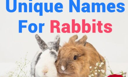 235 Unique Names for Rabbits: A Compelling List for Your Favorite Pet