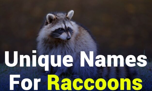263 Unique Names for Raccoons: A Comprehensive List for Pet Owners