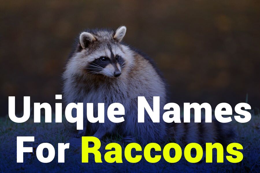 263 Unique Names for Raccoons: A Comprehensive List for Pet Owners
