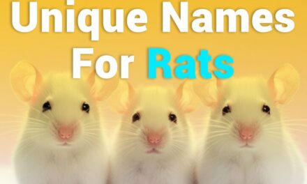 235 Unique Names for Rats: A Creative Compilation