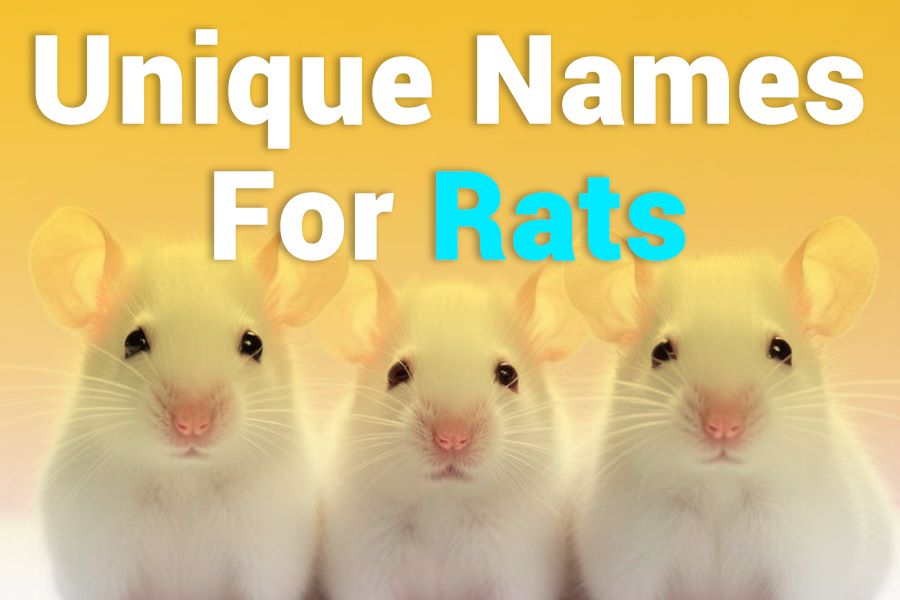 235 Unique Names for Rats: A Creative Compilation