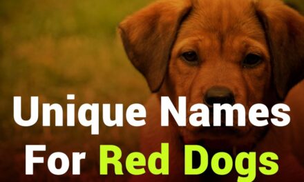 235 Unique Names for Red Dogs: An Inspiring List