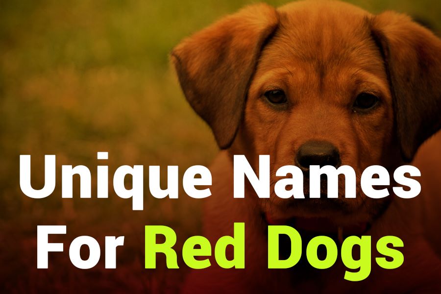 235 Unique Names for Red Dogs: An Inspiring List