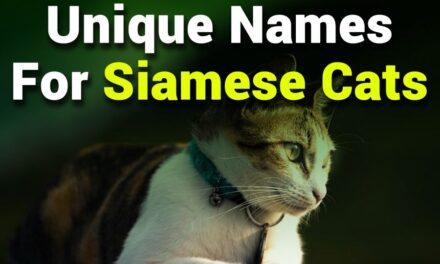 235 Unique Names for Siamese Cats: A Comprehensive Name List