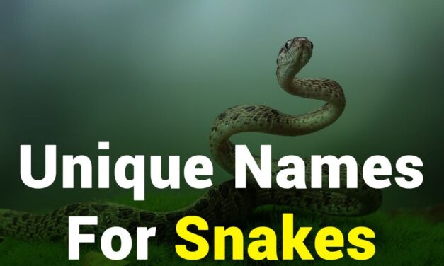 235 Unique Names for Snakes: A Creative Compilation of Choices