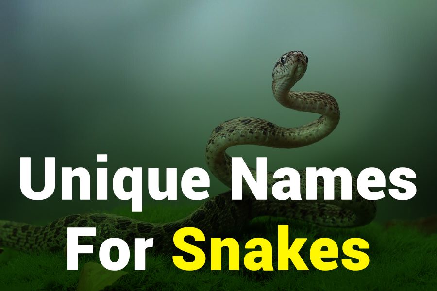 235 Unique Names for Snakes: A Creative Compilation of Choices