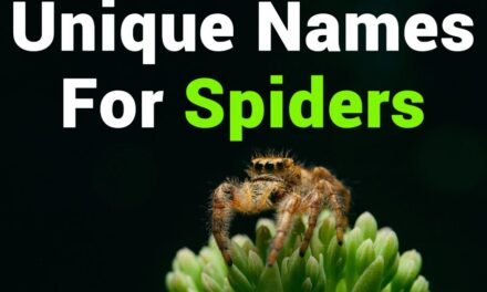 257 Unique Names for Spiders: Your Ultimate Spidey Guide