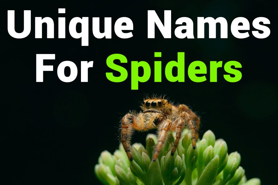 257 Unique Names for Spiders: Your Ultimate Spidey Guide