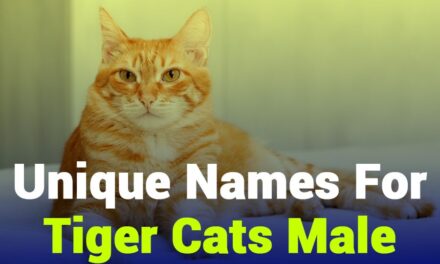 243 Unique Names for Tiger Cats Male: Your Preferred List