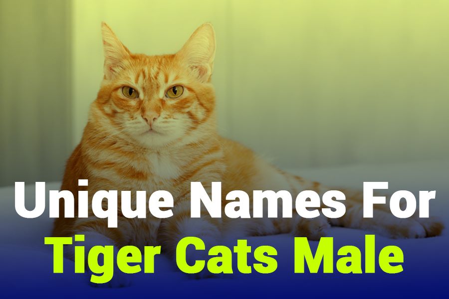 243 Unique Names for Tiger Cats Male: Your Preferred List