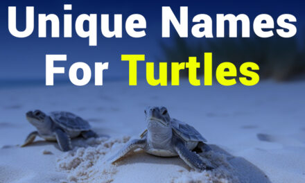 235 Unique Names for Turtles: A Compelling List