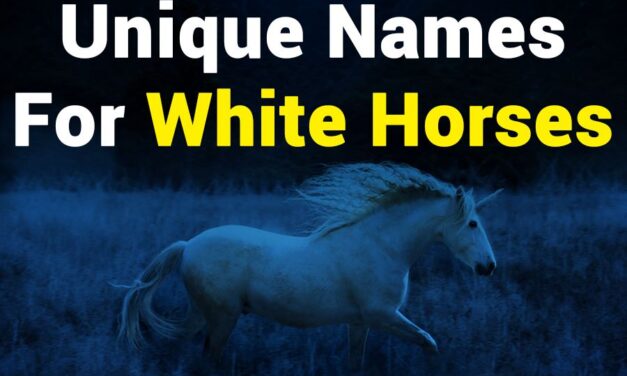 235 Unique Names for White Horses: A Compelling List of Noble Steeds