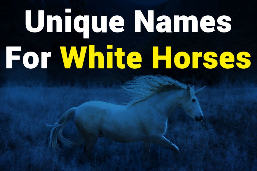 235 Unique Names for White Horses: A Compelling List of Noble Steeds