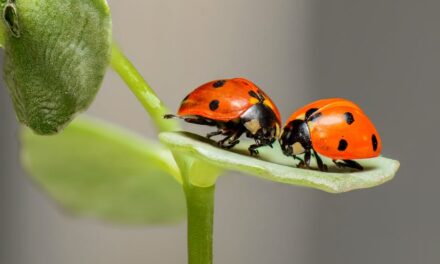 500+ Unique Names For Bugs: Creative & Memorable Monikers