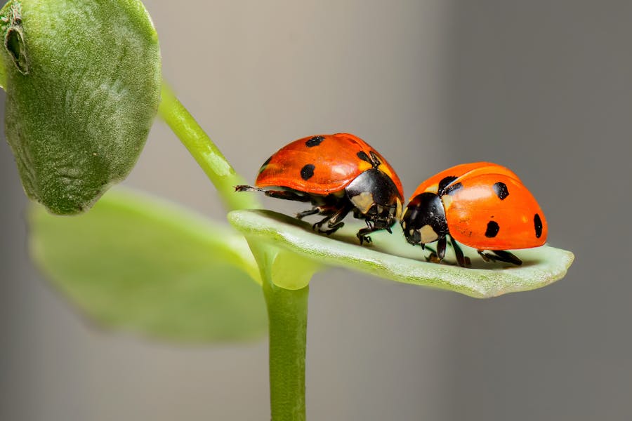 500+ Unique Names For Bugs: Creative & Memorable Monikers